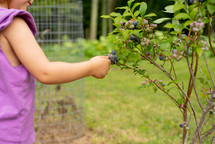 picking blueberries, 