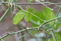 thorny vine with green leaves