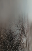 bare trees in fog 