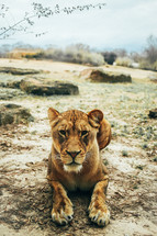A hungry lioness looking directly into the camera 