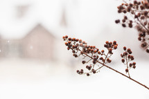 blurry view of a barn and frozen berries 