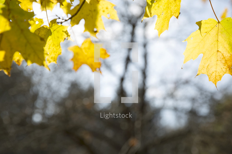 yellow fall leaves hanging from a tree 