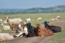 goats and sheep in a pasture 