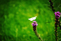 white butterfly on flowers 