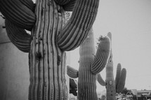 barrel cactus 