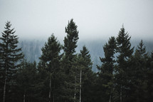 fog over trees in a forest 
