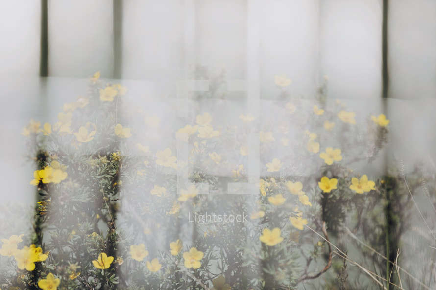 yellow flowers through window glass 