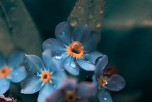 water droplets on blue flowers 