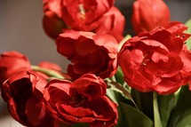 red blooming tulips in a vase 