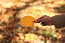 hand holding out a yellow leaf 