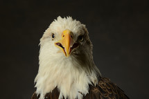 head of a bald eagle 
