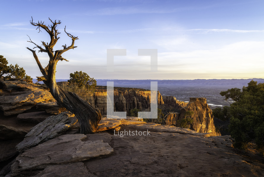 Dead Juniper Tree at sunrise in Colorado National Monument in Grand Junction Colorado