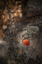 fall leaf on a mossy rock 