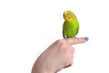Green and yellow budgerigar parrot