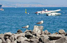 Seagulls on the rocks in Naples
