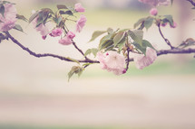 pink blossoms on a branch 