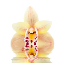 Orchid flowers reflected in the water on white background