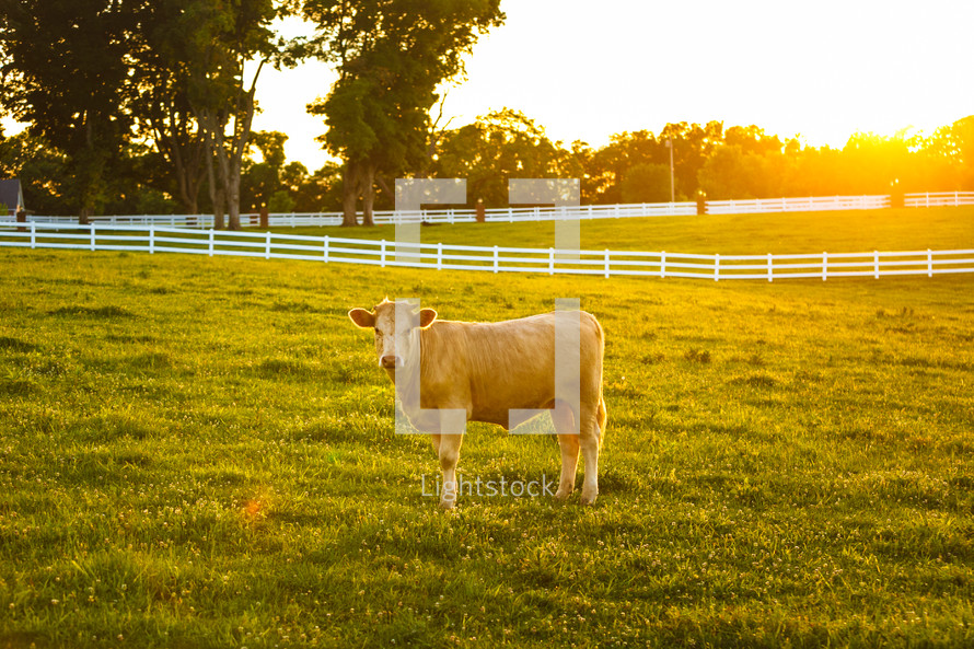 a cow on a farm 