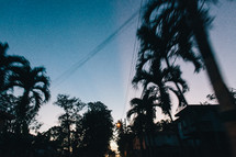 palm trees and power lines in an evening sky 