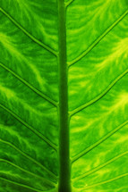 veins on a green leaf 