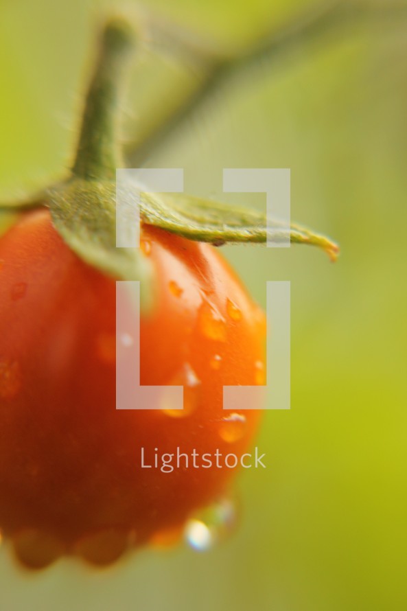red tomato on the vine 