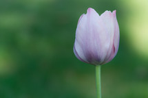 single tulip 