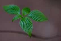 green leaves on a plant 