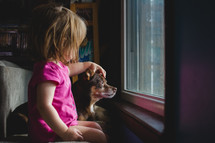 a toddler petting a chihuahua 