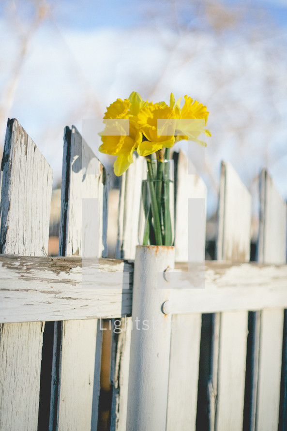 daffodils in a fence post hole 