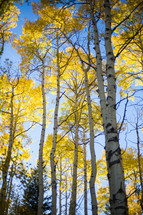 yellow fall trees