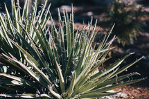 desert plant 