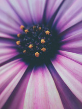 daisy closeup 