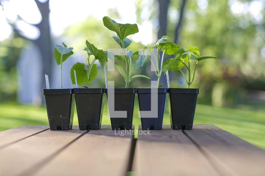 seedlings in pots on a deck 