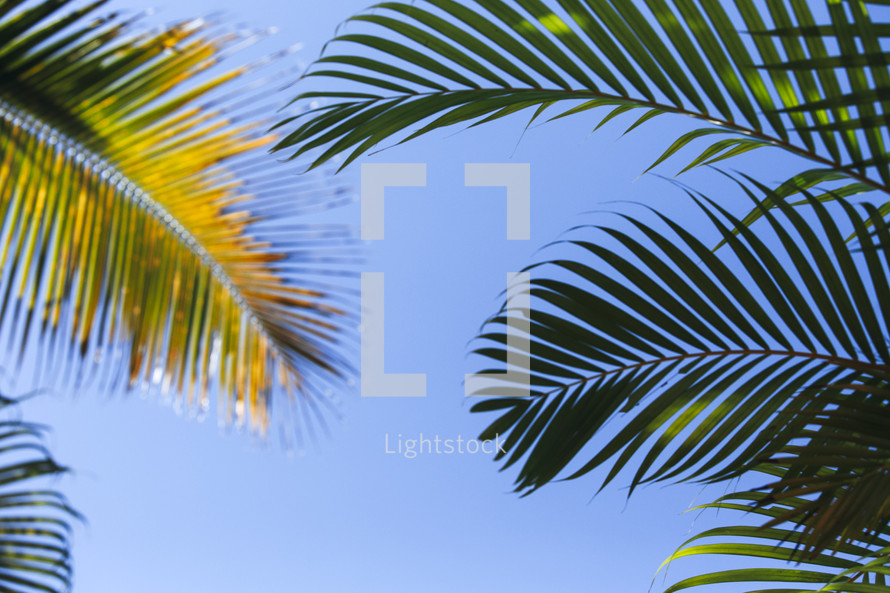 palm fronds against a blue sky 