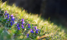 Spring wildflowers violets 