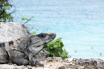 Iguana on a rock near the ocean.