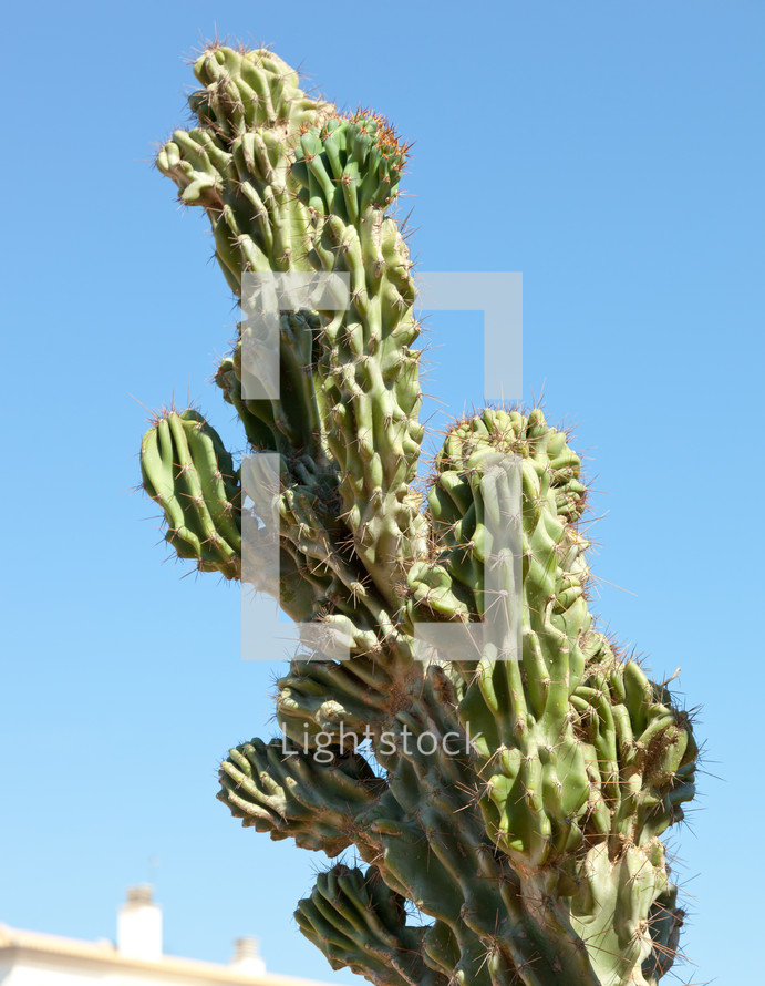 Cactus shoot from a low angle against blue sky.