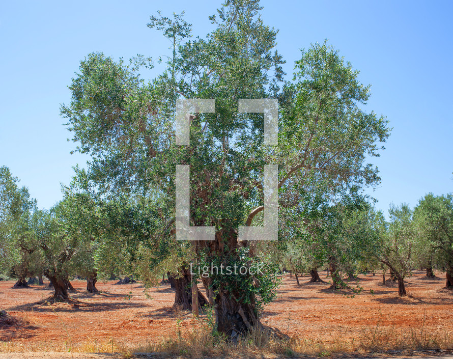 Olive grove in Salento with typical red soil