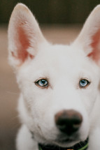 white puppy with blue eyes 