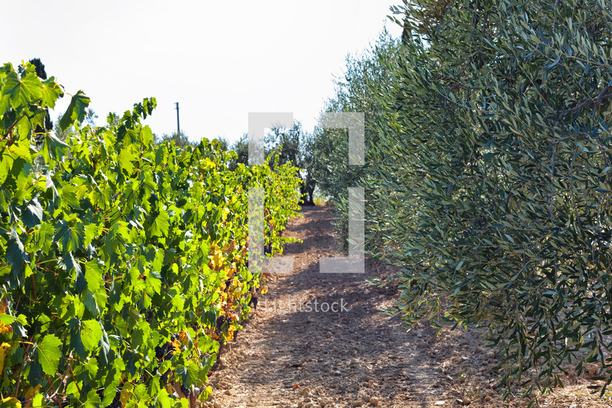 olives on an olive tree and grapes in a vineyard