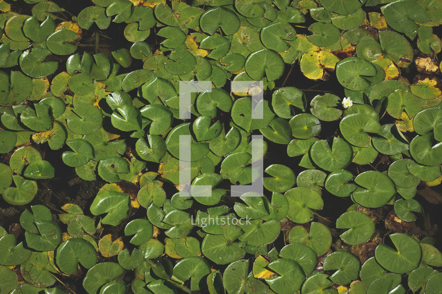 lily pads background 