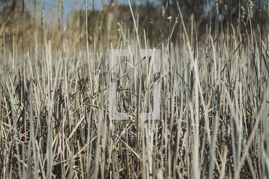 tall grasses in a dry field 