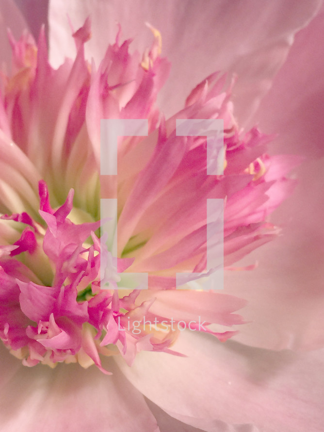 Closeup of a pink peony blossom
