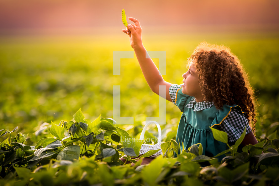 a child picking peas 