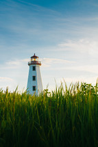 tall grasses and a lighthouse 