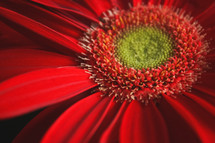 closeup of a red gerber daisy 