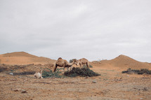 Wild camels in Dubai, United Arab Emirates 