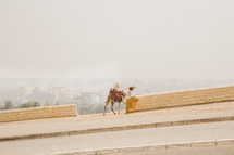 camel in Giza, Egypt 