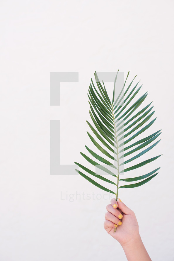 teen girl holding up a palm frond against a white background 