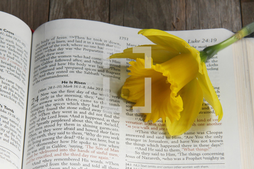 He is Risen, Easter Scripture in an open Bible and daffodil 